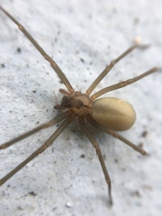 Loxosceles reclusa
