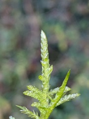 Pseudoscleropodium purum