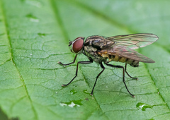 Hydrophoria ruralis