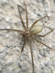 Loxosceles reclusa