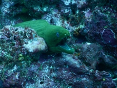 Gymnothorax castaneus