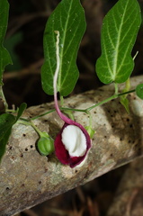 Aristolochia nelsonii