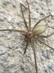 Loxosceles reclusa