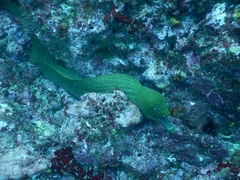 Gymnothorax castaneus