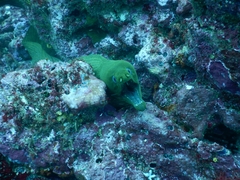 Gymnothorax castaneus