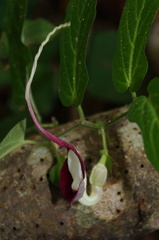 Aristolochia nelsonii