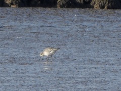 Pluvialis squatarola