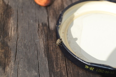 Zabrotes subfasciatus