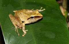 Pristimantis chiastonotus