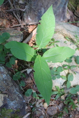 Calycanthus occidentalis