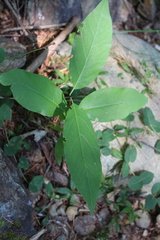 Calycanthus occidentalis