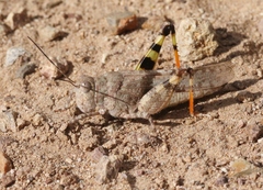 Heliastus benjamini