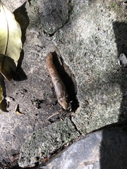 Testacella haliotidea