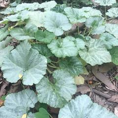 Cucurbita pepo