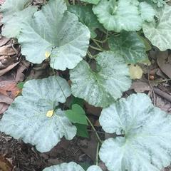 Cucurbita pepo