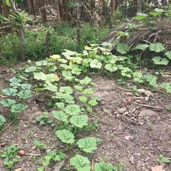 Cucurbita pepo