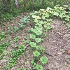 Cucurbita pepo