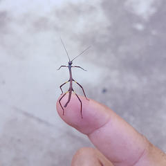 Cladomorphus phyllinus