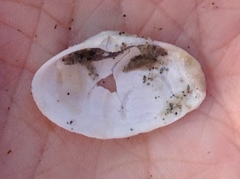 Mactrotoma californica