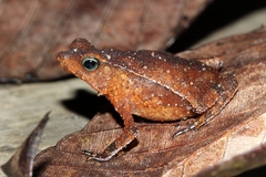 Rhinella castaneotica