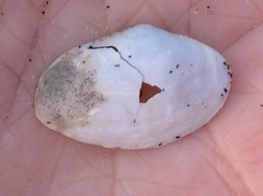 Mactrotoma californica