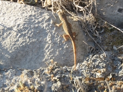 Sceloporus variabilis marmoratus
