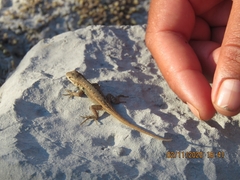 Sceloporus variabilis marmoratus