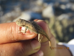 Sceloporus variabilis marmoratus