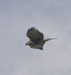 Buteo jamaicensis