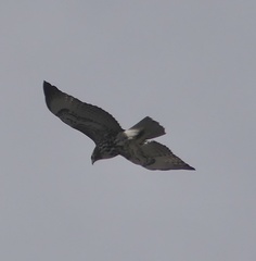 Buteo jamaicensis
