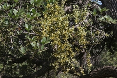 Phoradendron coryae