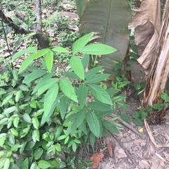 Tracheophyta