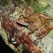 Crique Gabrielle Snouted Tree Frog - Photo (c) Xavier Rufray, some rights reserved (CC BY-NC), uploaded by Xavier Rufray