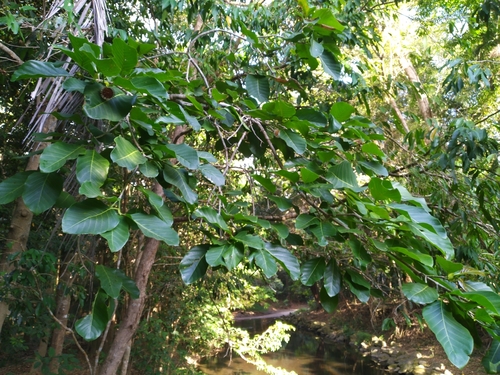 Image of Nauclea orientalis by (c) Steve Fitzgerald, some rights reserved (CC BY-SA)