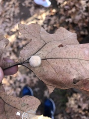 Druon quercuslanigerum