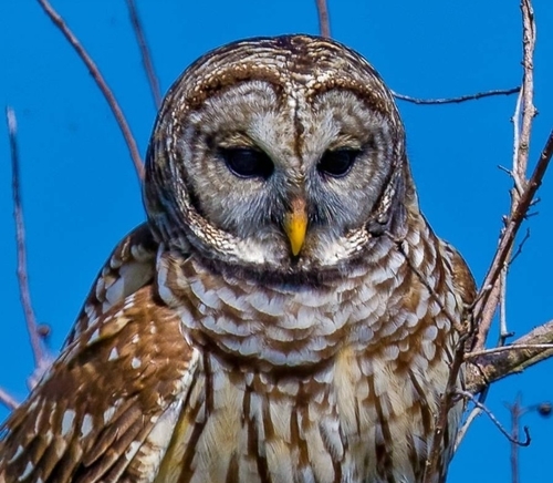 Barred Owl photographed in Kansas