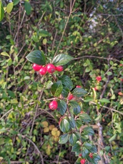 Cotoneaster