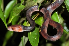 Siphlophis compressus