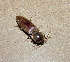Pyrophorini