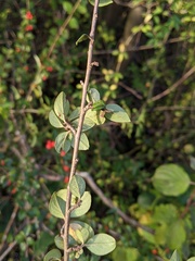Cotoneaster