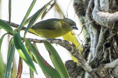 Euphonia chrysopasta