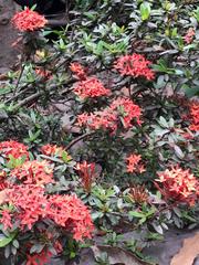 Ixora coccinea
