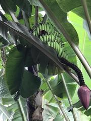Musa