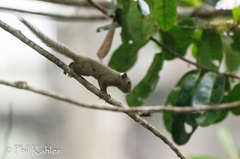 Neotropical Pygmy Squirrel photo 3