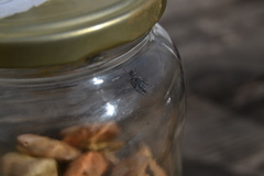 Zabrotes subfasciatus