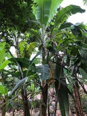 Musa