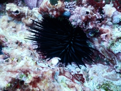 Echinometra vanbrunti