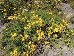 Tagetes zypaquirensis