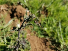 Austroscaeva occidentalis