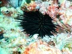 Echinometra vanbrunti